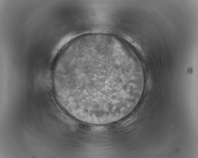 X0000089921454200707271726