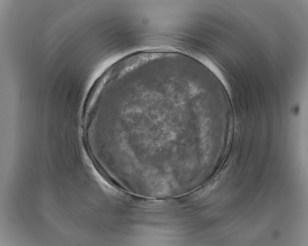 X0000089921485200707271725