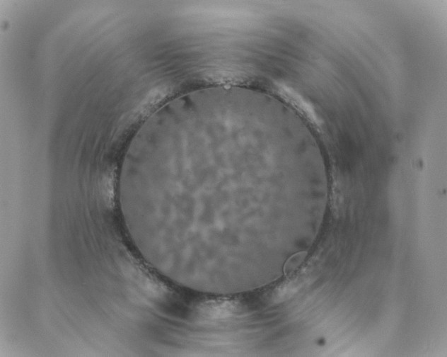 X0000089930065200706291208