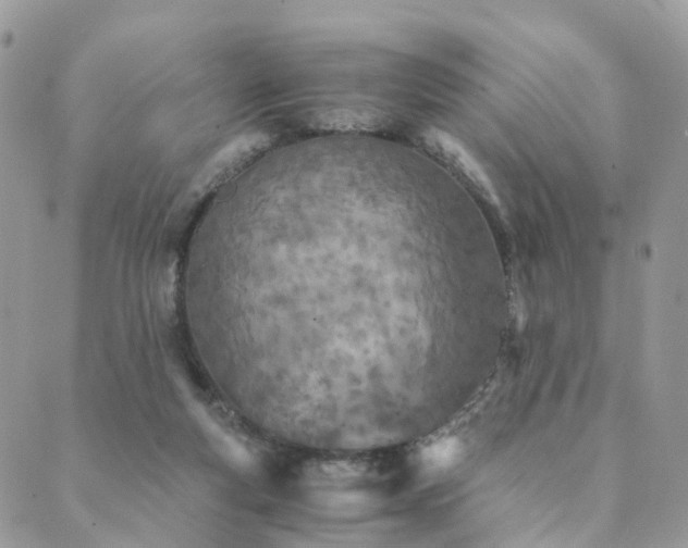 X0000089930163200706291206