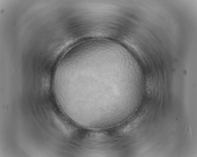 X0000089930208200706291206