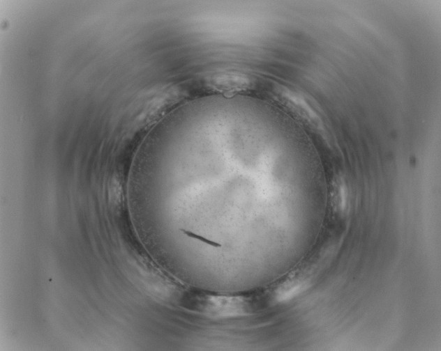 X0000089930371200706291203