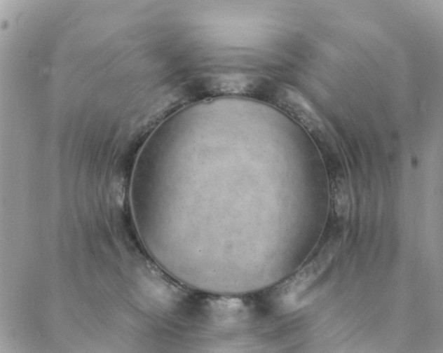 X0000089930374200706291203