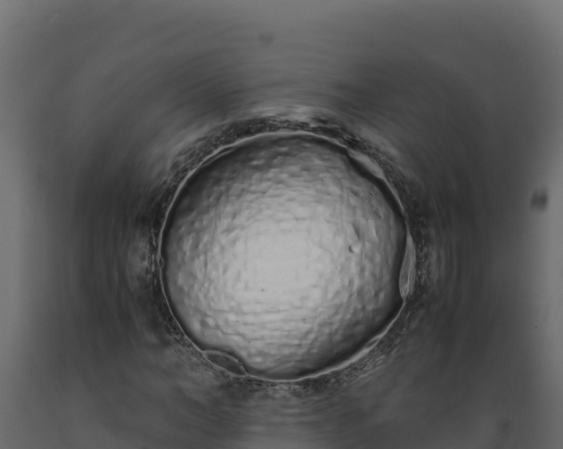 X0000089930966200707061036