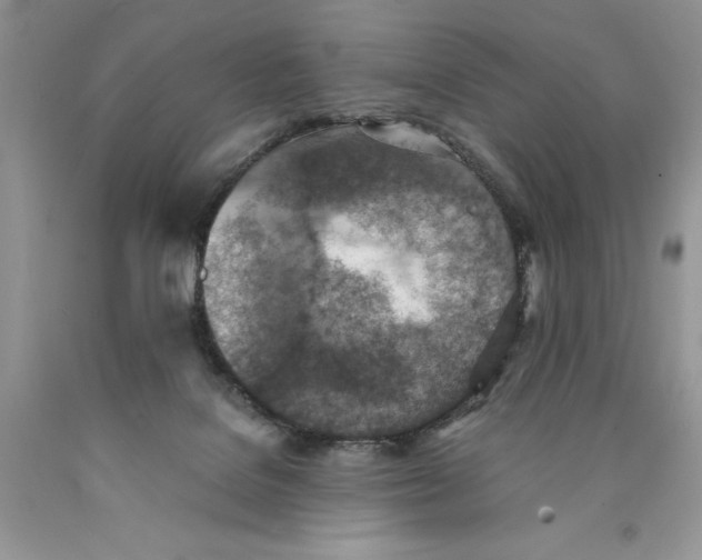 X0000089930076200707271806