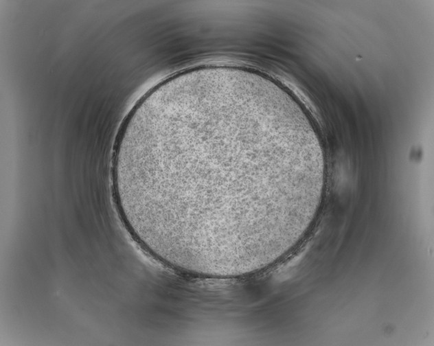 X0000089930853200707271756