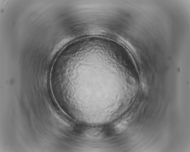 X0000089940155200706291231
