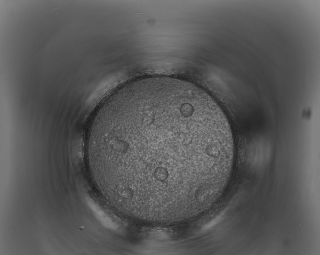 X0000089940683200707061100