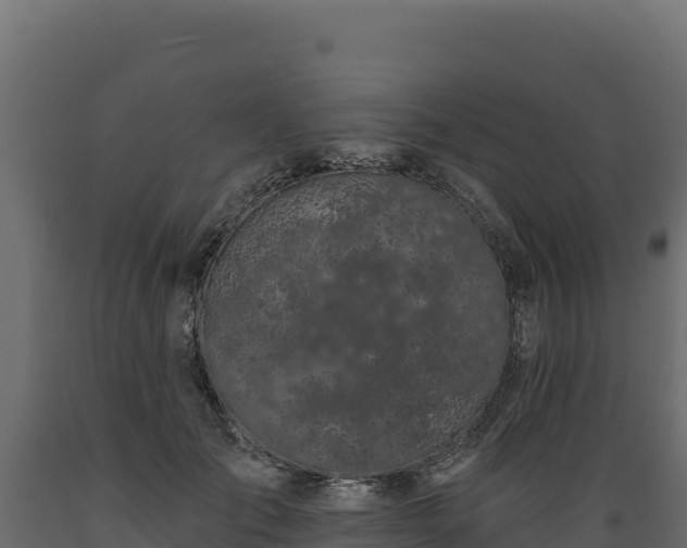 X0000089940701200707061100