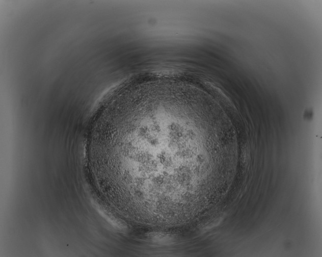 X0000089940733200707061059