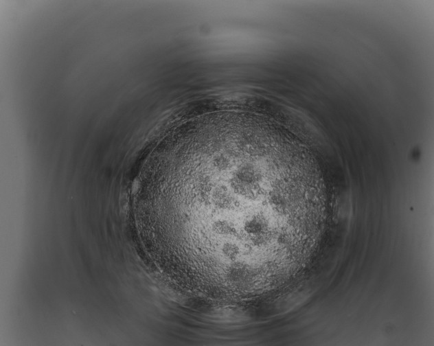 X0000089940753200707061100