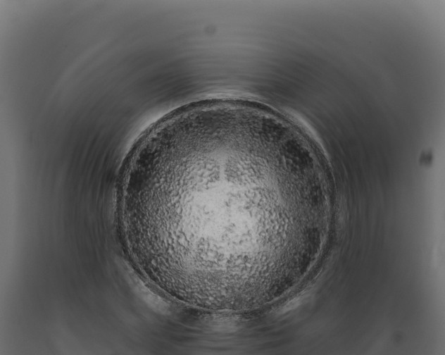 X0000089940831200707061058