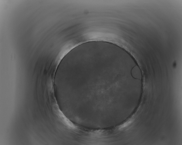 X0000089941529200707061050