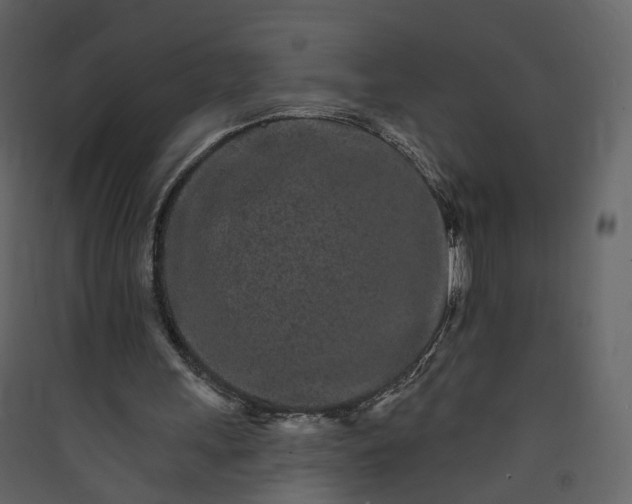 X0000089940243200707131500