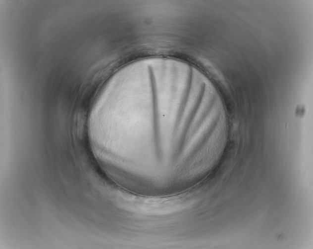 X0000089940026200707201913