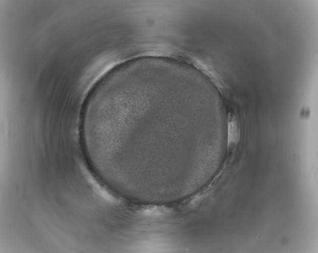 X0000089940243200707201909
