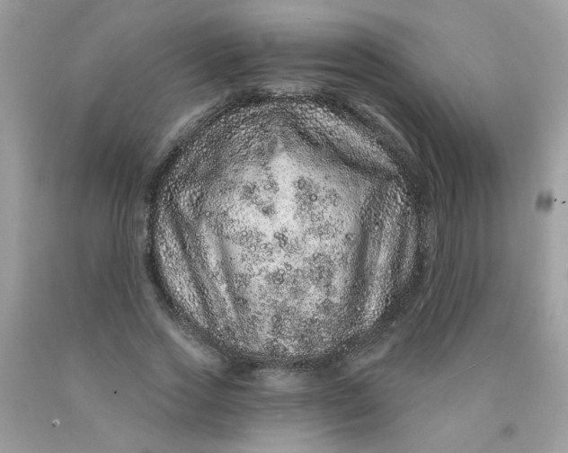 X0000089940733200707201902