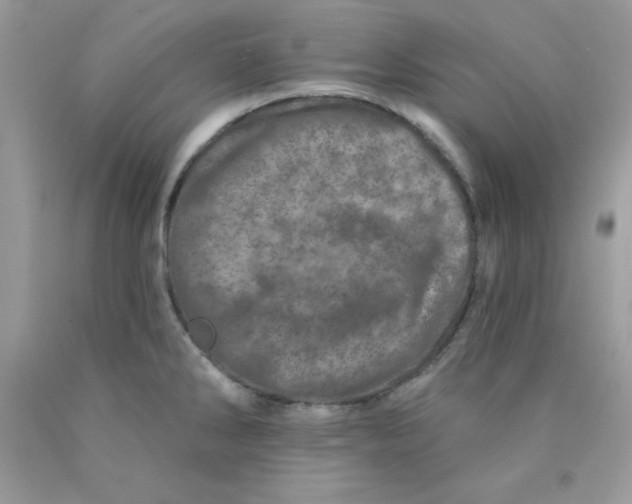 X0000089941286200707201855