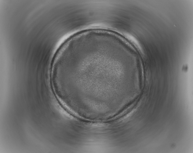 X0000089941288200707201855