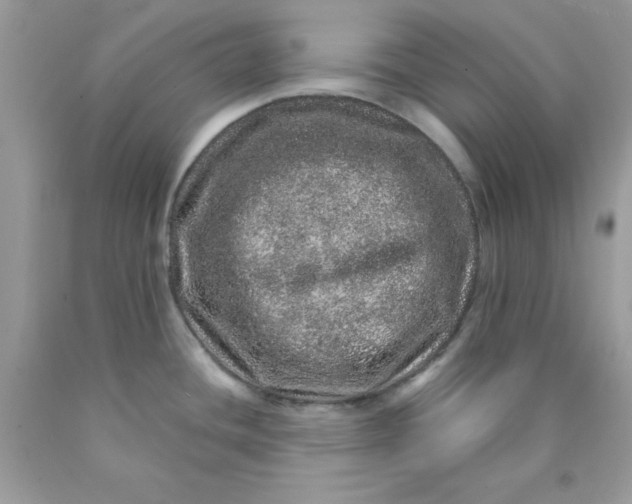 X0000089941436200707201853