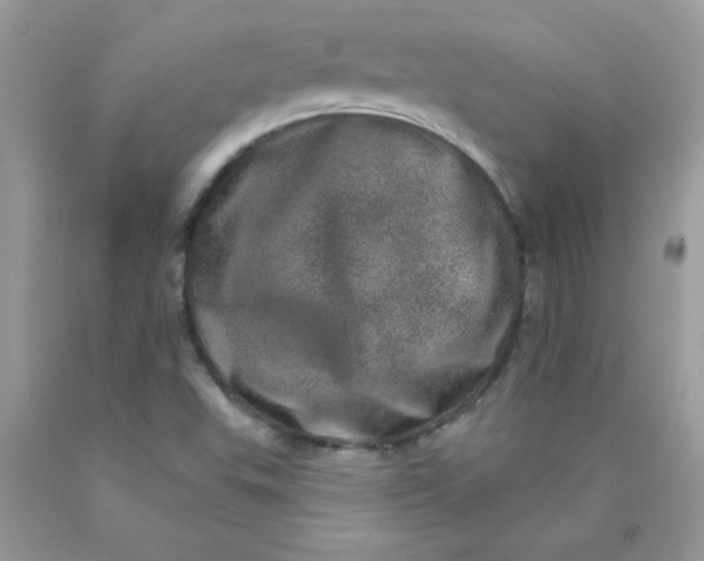 X0000089941503200707201851