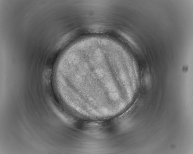 X0000089940171200707271826