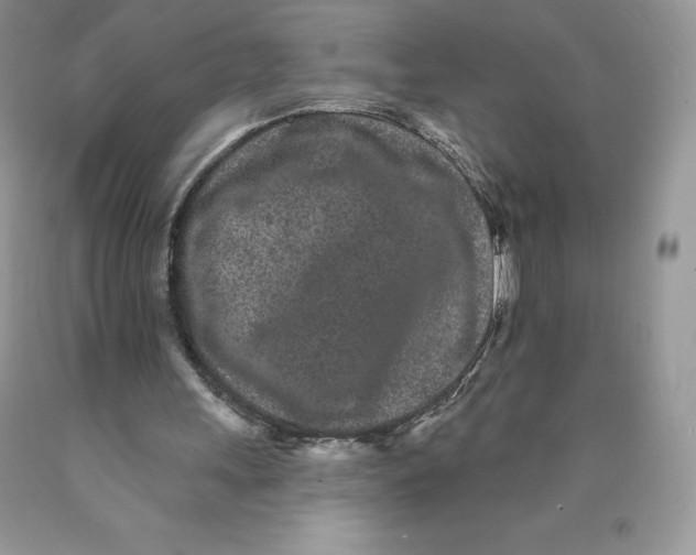 X0000089940243200707271824