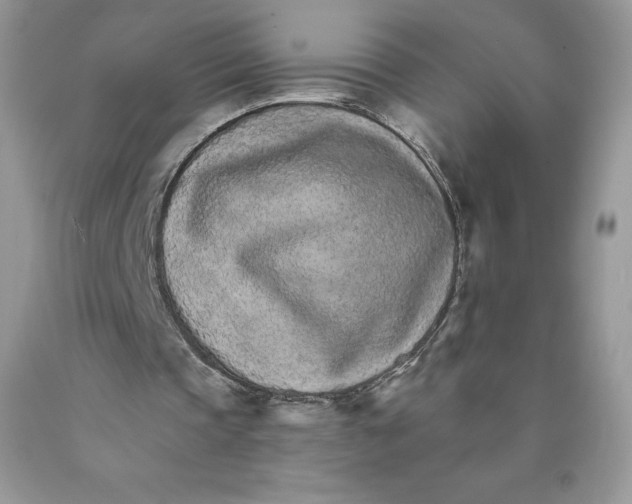 X0000089940337200707271823