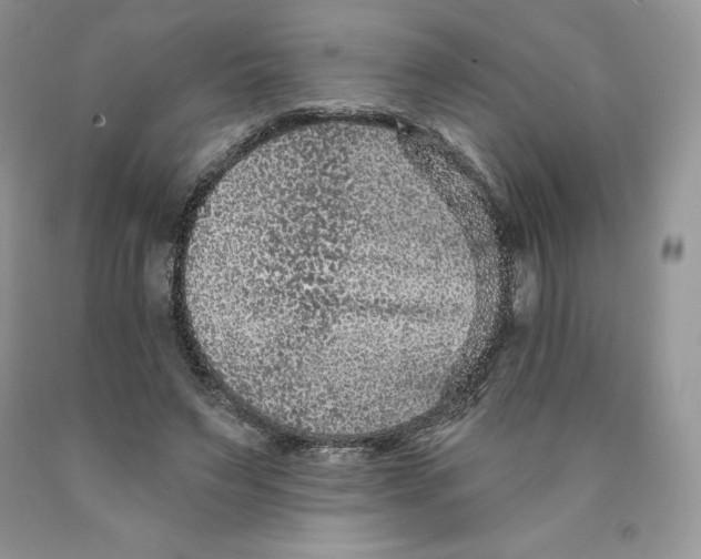 X0000089940495200707271821
