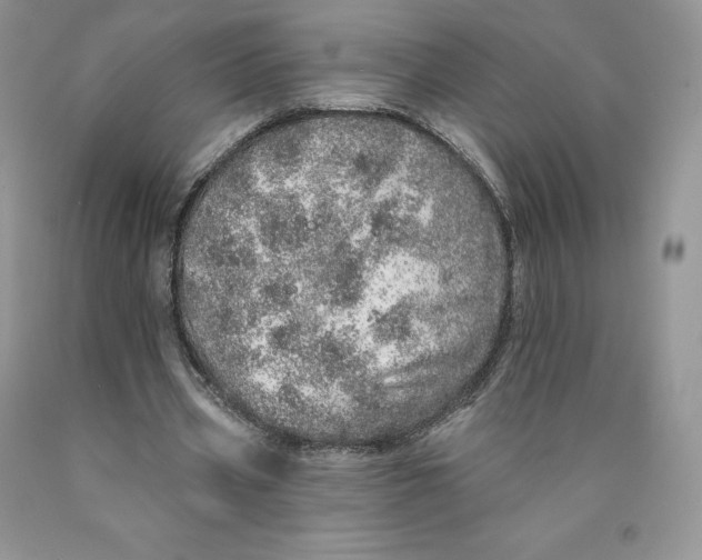 X0000089940533200707271820