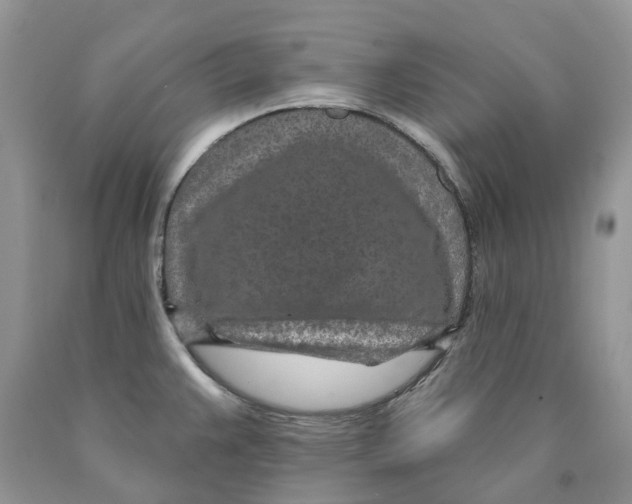 X0000089941383200707271809
