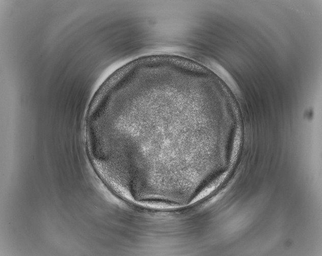 X0000089941436200707271809