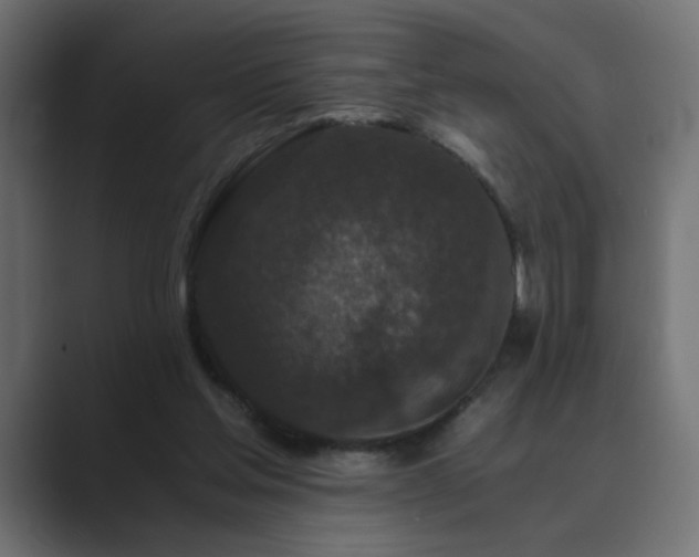 X0000089950205200706291217