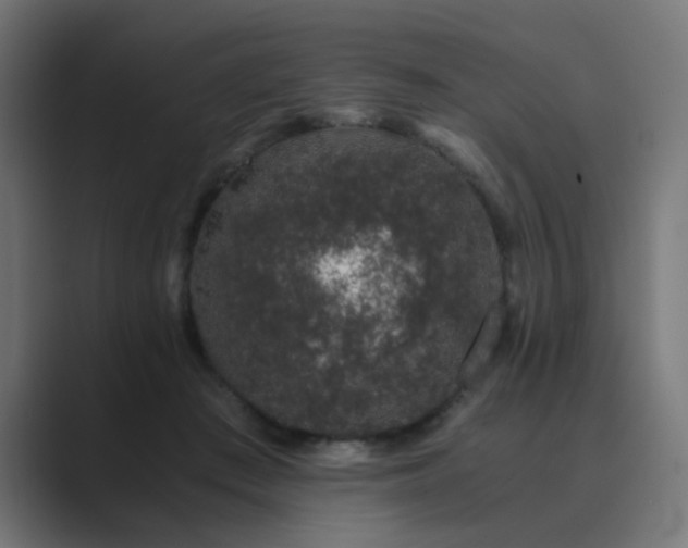 X0000089950409200706291215