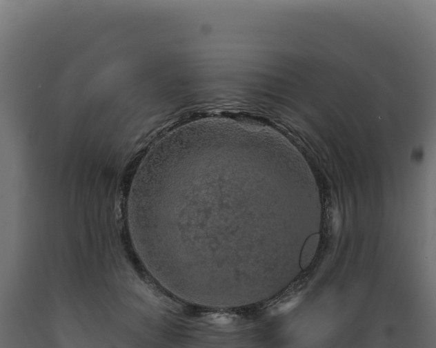 X0000089950654200707061121