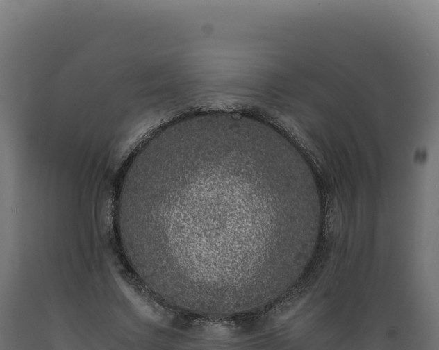 X0000089950683200707061121