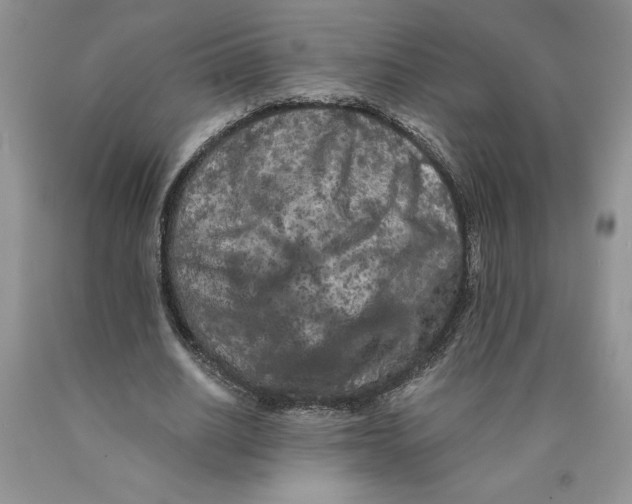 X0000089950630200707271841