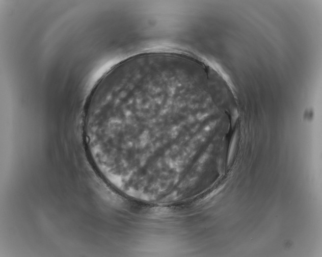 X0000089951463200707271829