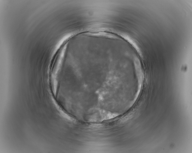 X0000089951477200707271829