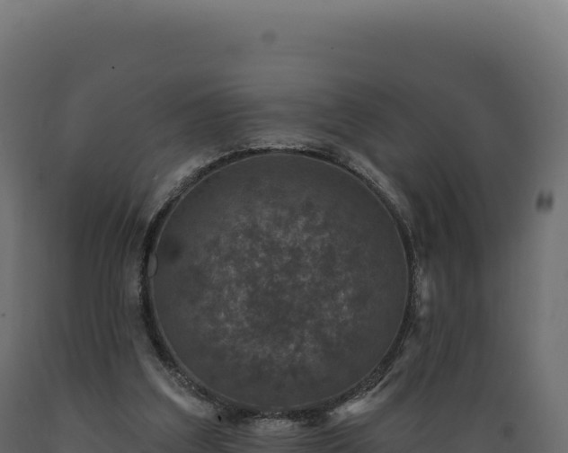 X0000089960203200707061147