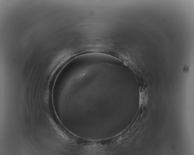 X0000089960243200707061146