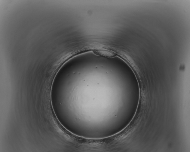 X0000089960433200707061143