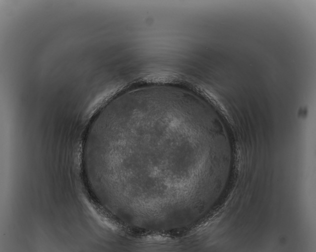 X0000089960586200707061142