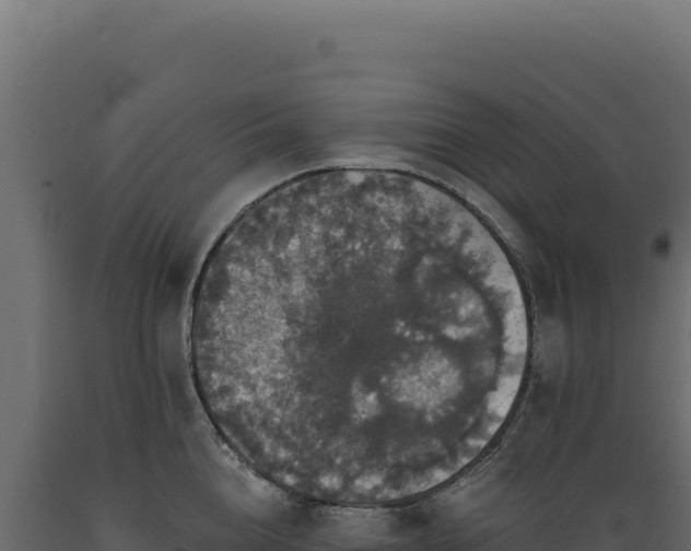 X0000089960856200707061139