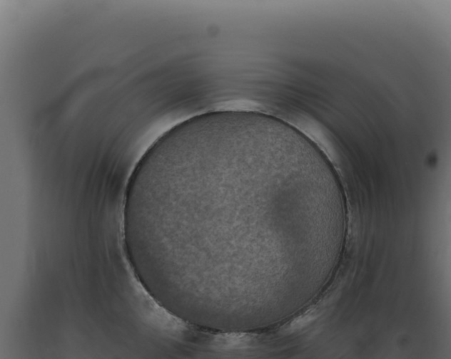 X0000089961000200707061136
