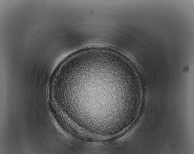 X0000089961030200707061136