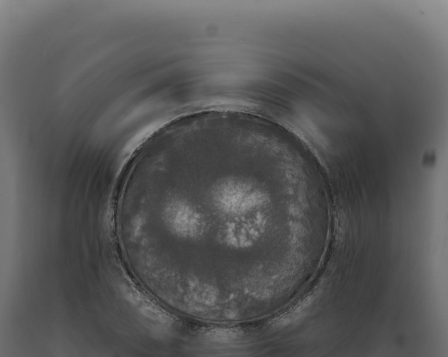 X0000089961074200707061135