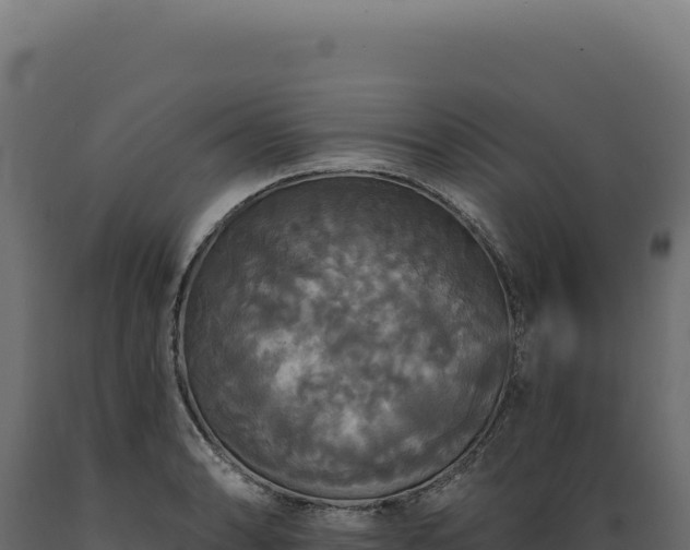 X0000089961086200707061135