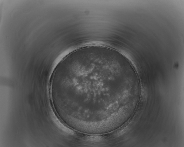 X0000089961090200707061135