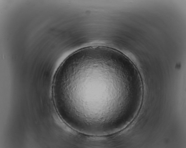 X0000089961296200707061132